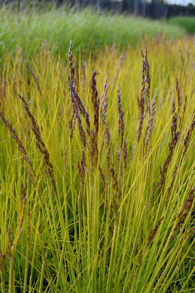 Deschampsia flexuosa 'Tatra Gold' ---
